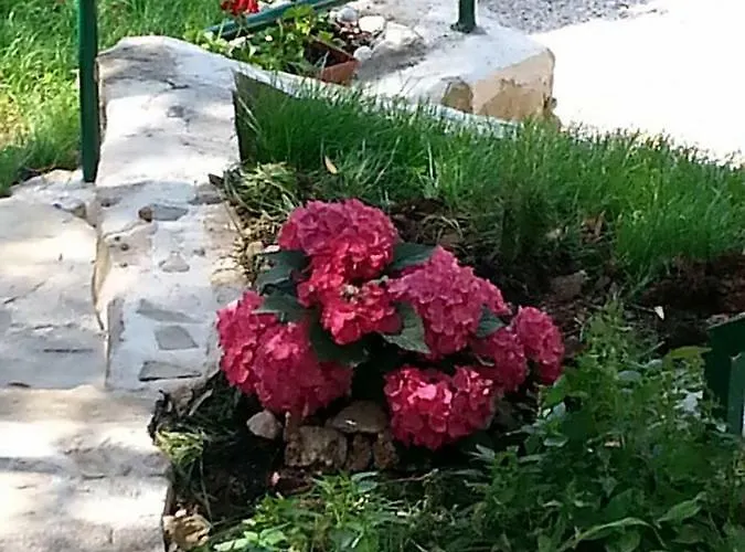 Dreams 마카르스카